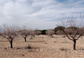 Terreno con Almacén en venta en la El Forseguet de Arriba, Beneixama, ref: TR69750 foto