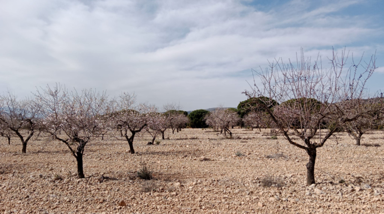 Alicante - Benejama - 28500m2
