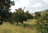 Отдельно стоящий дом с участком на продажу в городе Cilleros Фото