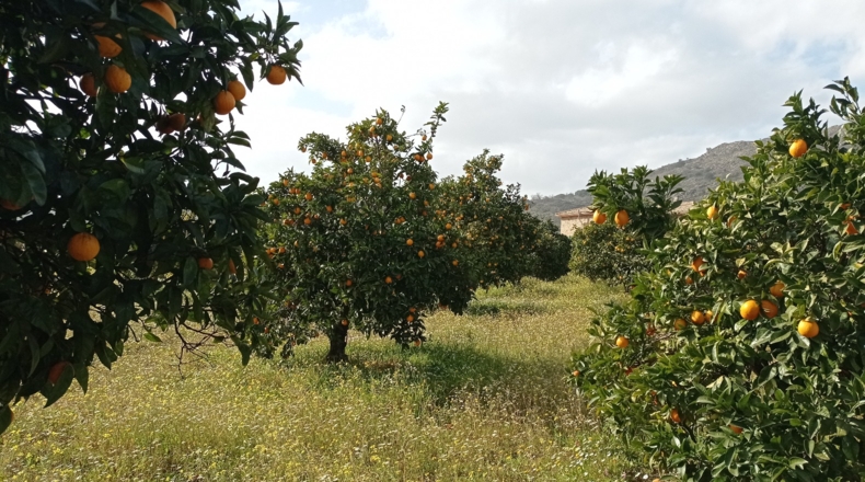 Cáceres - Cilleros - 8000m2