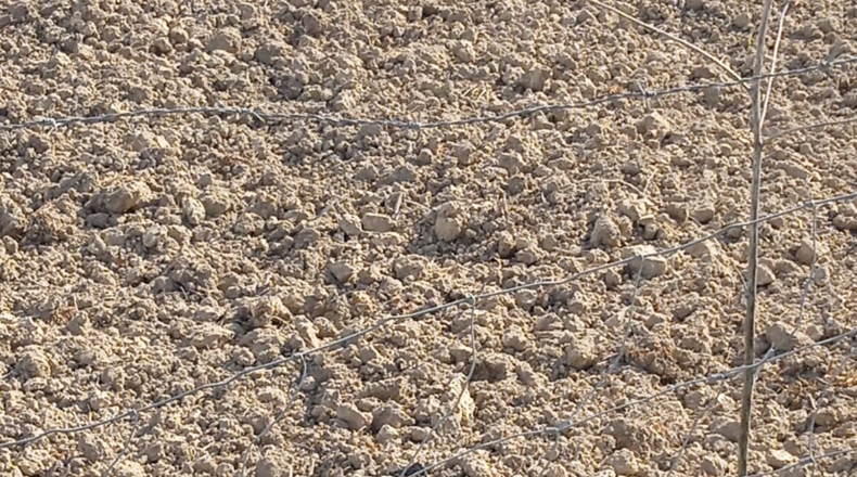 Cádiz - Trebujena - 49200m2