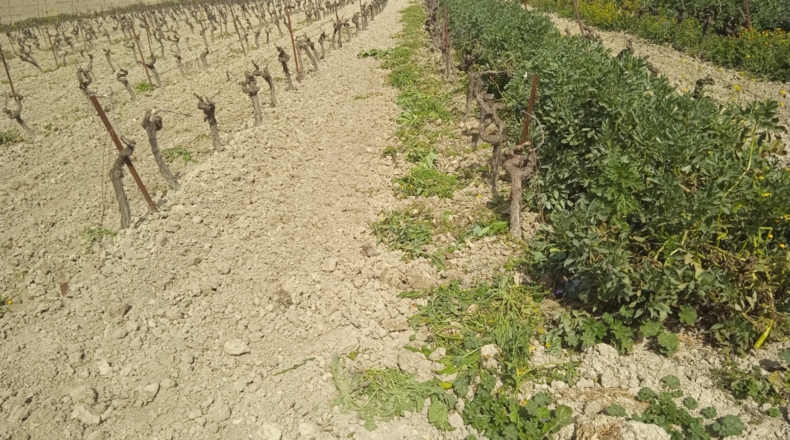Cádiz - Trebujena - 49200m2