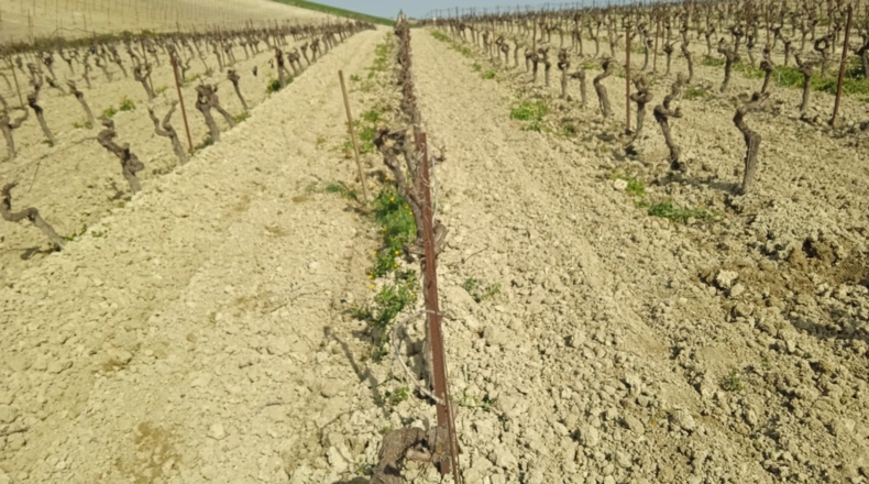 Cádiz - Trebujena - 49200m2