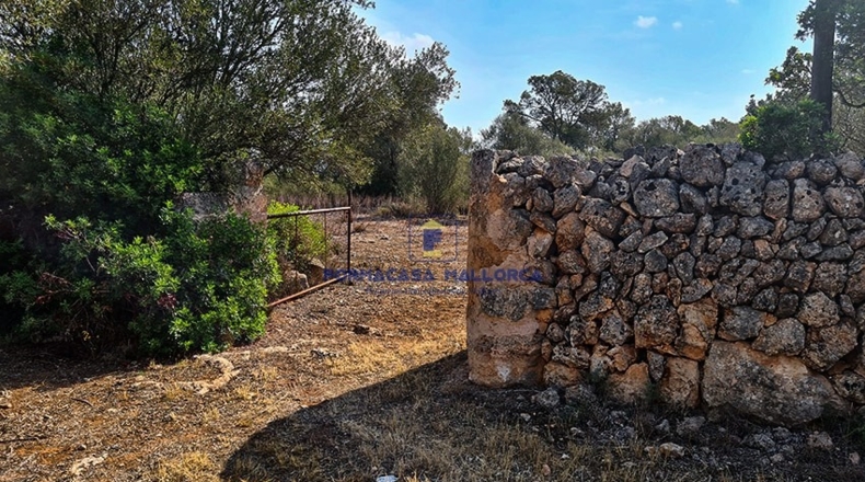 Islas Baleares - Algaida - 56270m2