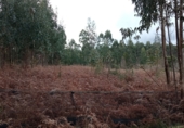 Finca rústica en venta en la Lugar o muiño, Valdoviño, ref: TR70566 foto
