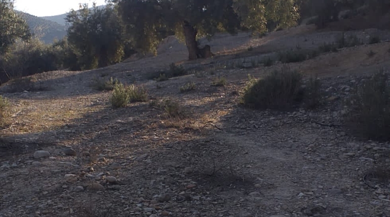 Jaén - La Guardia de Jaén - 19527m2
