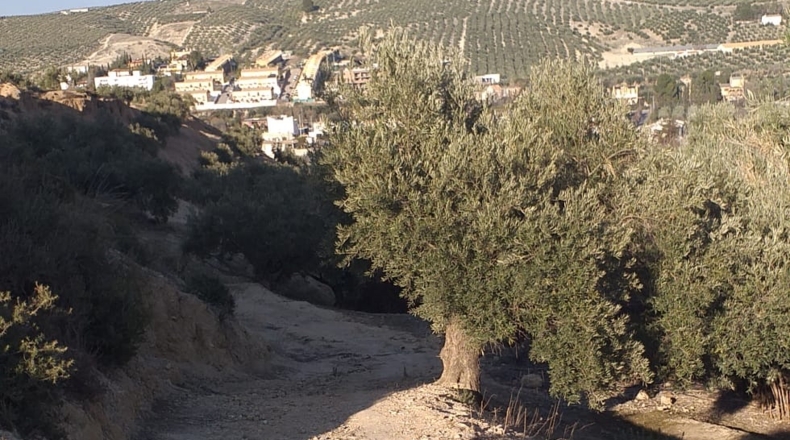 Jaén - La Guardia de Jaén - 19527m2
