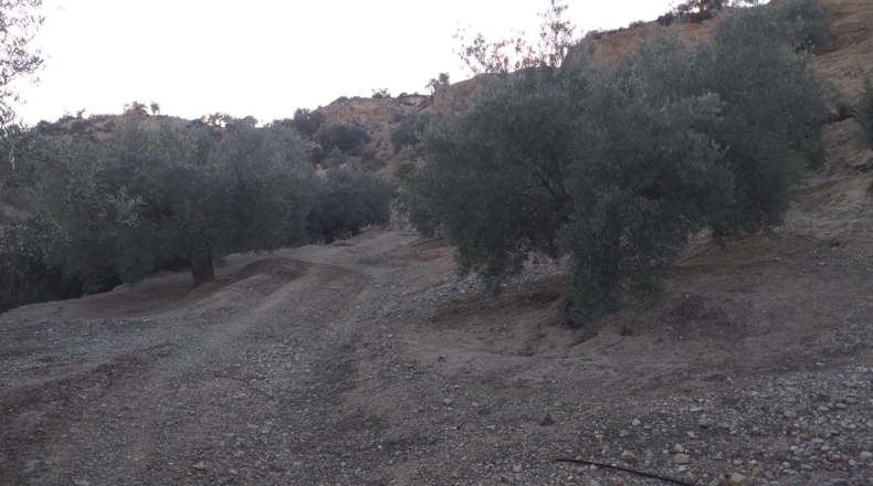 Jaén - La Guardia de Jaén - 19527m2