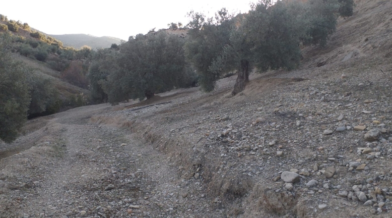 Jaén - La Guardia de Jaén - 19527m2