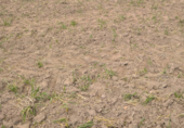 Non-developable land for sale on laguna san juan, Morata de Tajuña, ref: TR70731 photo