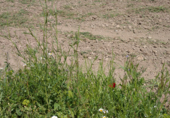 Non-developable land for sale on laguna san juan, Morata de Tajuña, ref: TR70731 photo