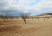 Terreno no urbanizable en venta en la Cieza, ref: TR72499 foto