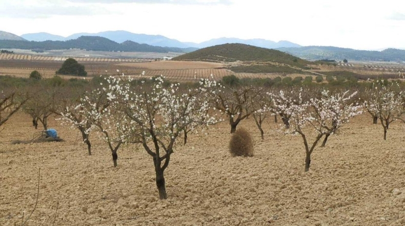 Murcia - Cieza - 480000m2