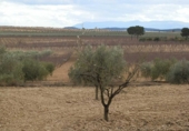Terreno no urbanizable en venta en la Cieza, ref: TR72499 foto