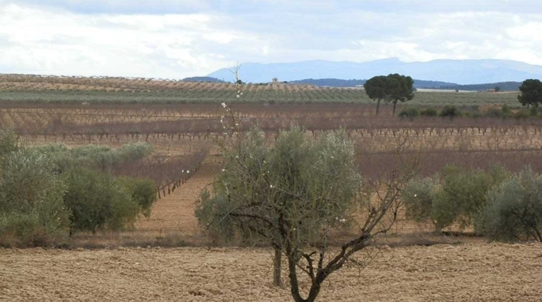 Murcia - Cieza - 480000m2