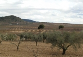 Terreno no urbanizable en venta en la Cieza, ref: TR72499 foto