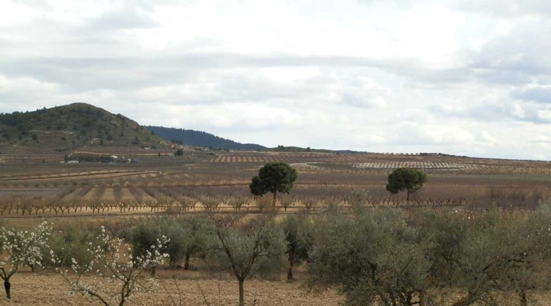 Murcia - Cieza - 480000m2