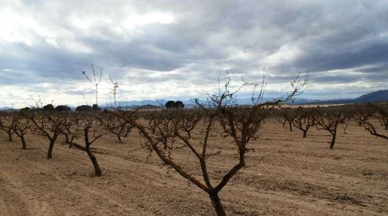 Murcia - Cieza - 480000m2