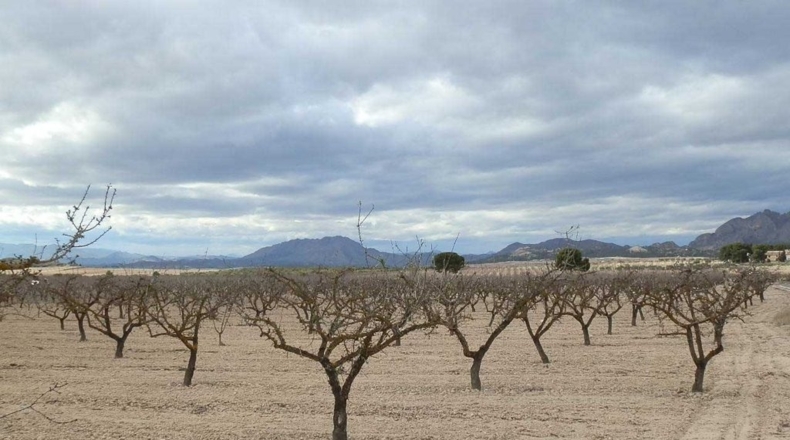 Murcia - Cieza - 480000m2