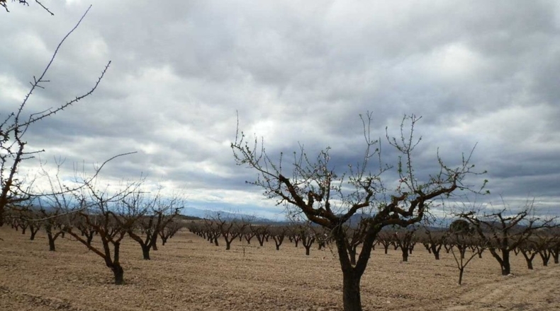Murcia - Cieza - 480000m2