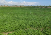 Rural estate for sale on Camí de les Francines, Cambrils, ref: TR70643 photo