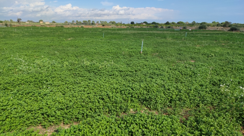 Tarragona - Cambrils - 35000m2