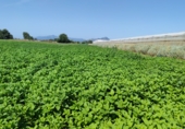 Rural estate for sale on Camí de les Francines, Cambrils, ref: TR70643 photo