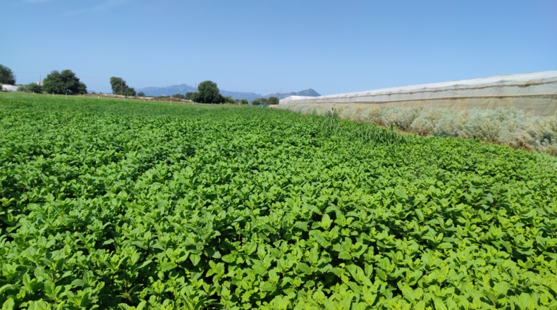 Tarragona - Cambrils - 35000m2