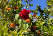 Non-developable land for sale on Bo del Chuche 16, Benahadux, ref: TR72517 photo