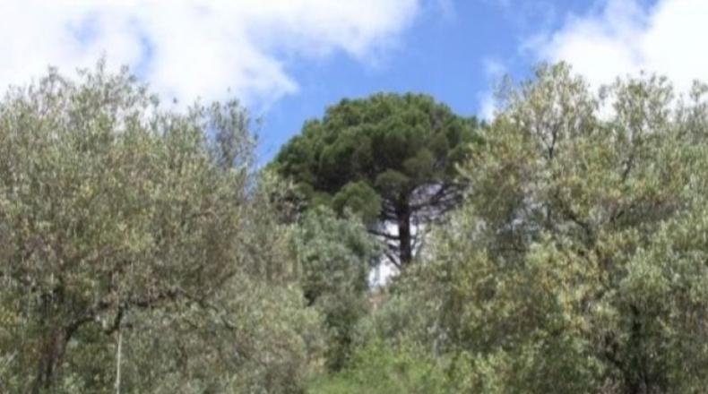 Málaga - Málaga - 40000m2