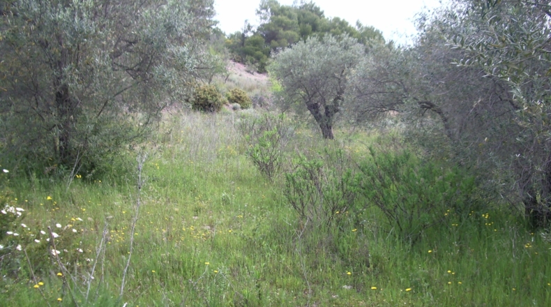 Málaga - Málaga - 40000m2