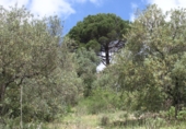 Terreny en venda a la Sendero Laguna Grande, Màlaga, ref.: TR72563 foto