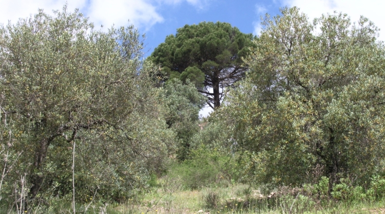 Málaga - Málaga - 40000m2