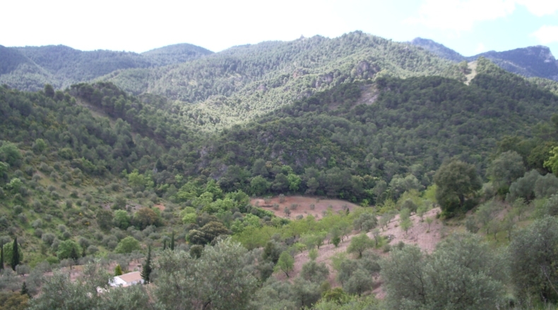 Málaga - Málaga - 40000m2