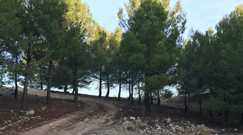 Toledo - Ocaña - 150000m2