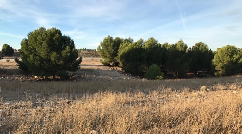 Toledo - Ocaña - 150000m2