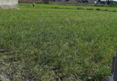 Non-developable land for sale on Huerta Palacios, Lorquí, ref: TR72604 photo