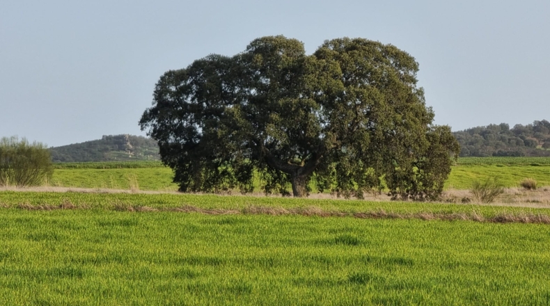 Córdoba - Valsequillo - 12102m2