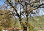 Casa de camp amb terreny en venda a la Benalauría, ref.: TR72641 foto