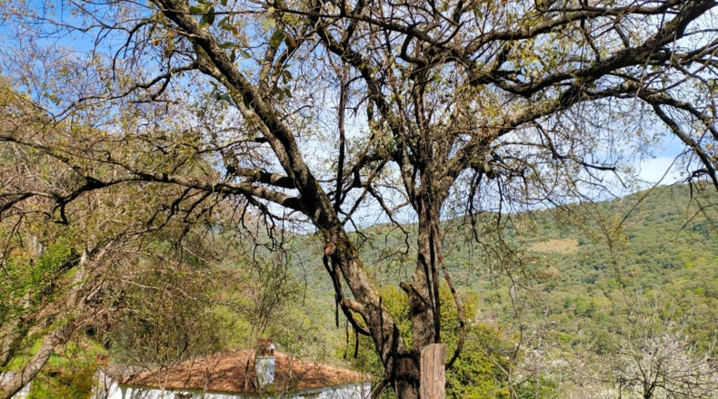 Málaga - Benalauría - 7415m2