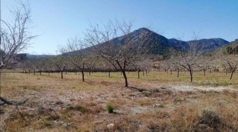 Alicante - La Romaneta - 24000m2