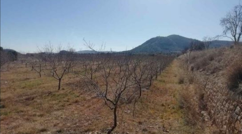 Alicante - La Romaneta - 24000m2