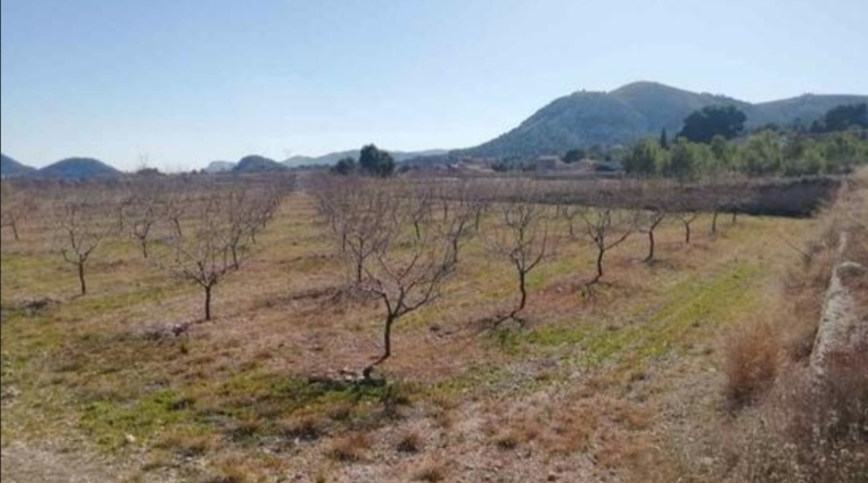 Alicante - La Romaneta - 24000m2