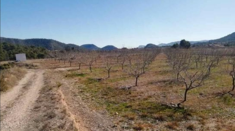 Alicante - La Romaneta - 24000m2