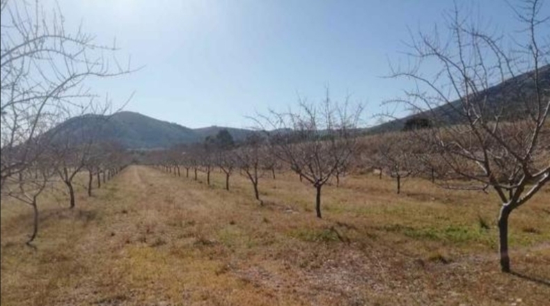 Alicante - La Romaneta - 24000m2
