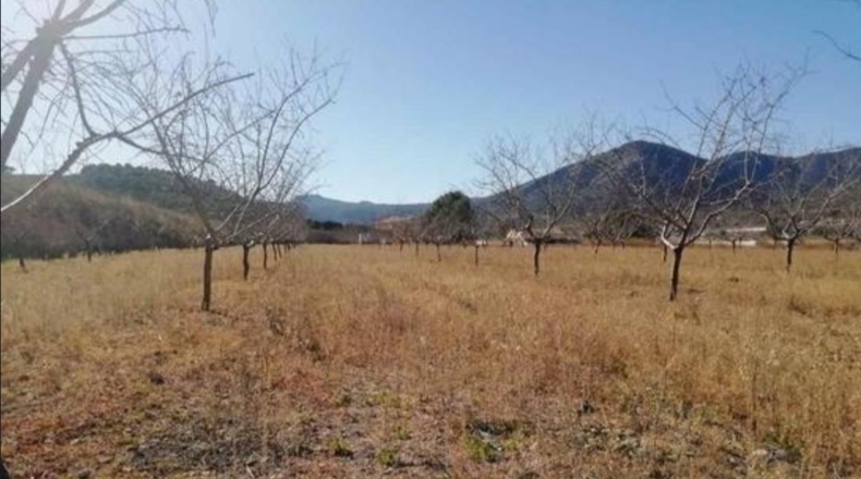 Alicante - La Romaneta - 24000m2