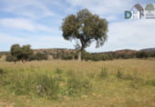 Non-developable land for sale on El Sevellar, Badajoz, ref: TR72777 photo