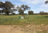 Non-developable land for sale on El Sevellar, Badajoz, ref: TR72777 photo