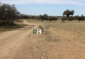 Non-developable land for sale on El Sevellar, Badajoz, ref: TR72777 photo