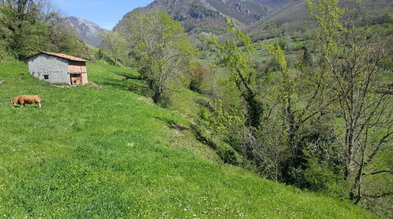Asturias - Bezanes - 16097m2